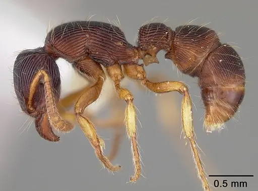 Gnamptogenys horni specimen USNMENT00441280 image usnment00441280_3