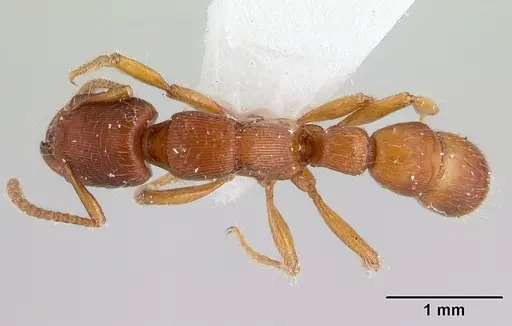 Gnamptogenys interrupta specimen CASENT0178679 image casent0178679_1