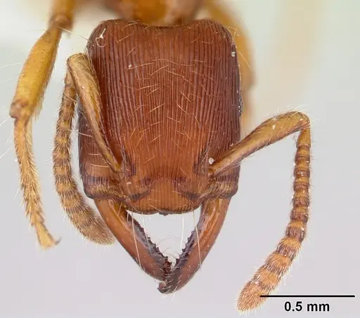 Gnamptogenys interrupta specimen CASENT0178679 image casent0178679_2