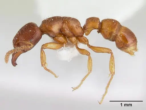 Gnamptogenys interrupta specimen CASENT0178679 image casent0178679_3