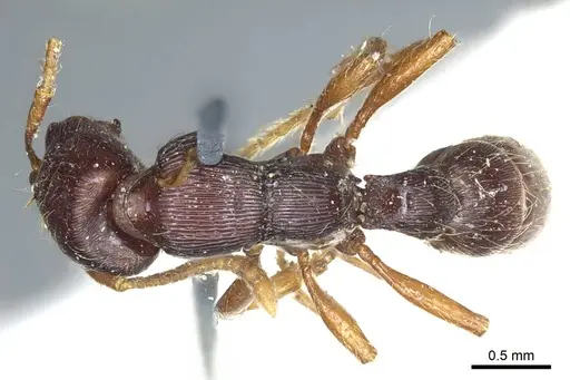 Gnamptogenys interrupta specimen CASENT0915912 image casent0915912_1