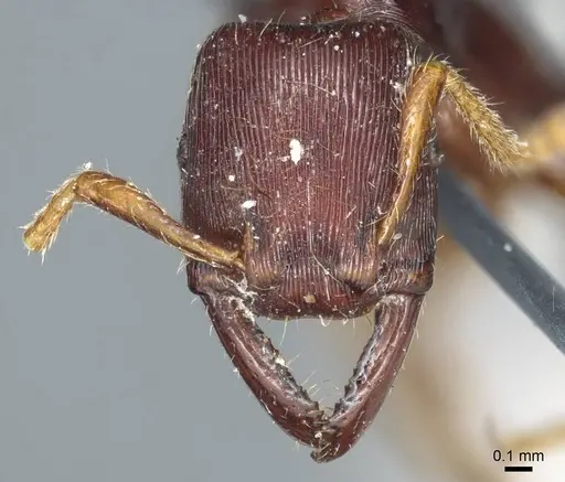 Gnamptogenys interrupta specimen CASENT0915912 image casent0915912_2