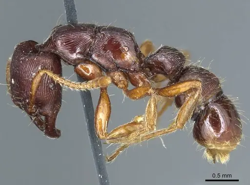 Gnamptogenys interrupta specimen CASENT0915912 image casent0915912_3