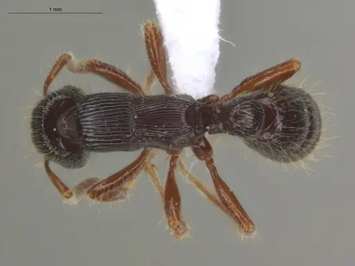 Gnamptogenys interrupta specimen ECOFOG-MI15-0486-07 image ecofog-mi15-0486-07_1