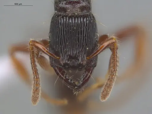 Gnamptogenys interrupta specimen ECOFOG-MI15-0486-07 image ecofog-mi15-0486-07_2