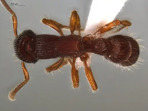 Gnamptogenys interrupta specimen ECOFOG-SL13-0997-11 image ecofog-sl13-0997-11_1
