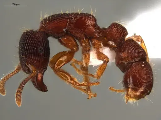 Gnamptogenys interrupta specimen ECOFOG-SL13-0997-11 image ecofog-sl13-0997-11_3