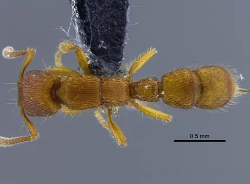 Gnamptogenys interrupta specimen IAVH-E-262225 image iavh-e-262225_1
