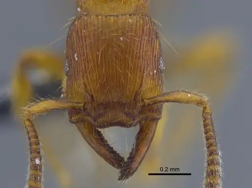 Gnamptogenys interrupta specimen IAVH-E-262225 image iavh-e-262225_2
