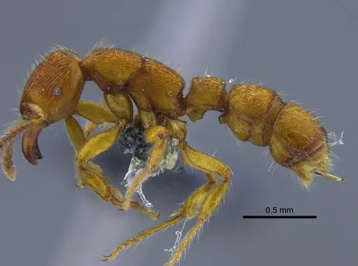 Gnamptogenys interrupta specimen IAVH-E-262225 image iavh-e-262225_3