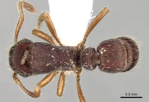 Gnamptogenys kempfi specimen CASENT0281841 image casent0281841_1