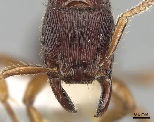 Gnamptogenys kempfi specimen CASENT0281841 image casent0281841_2