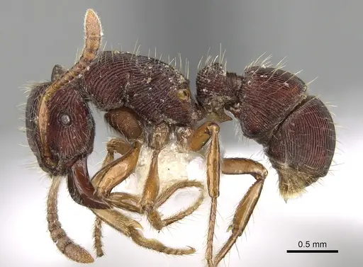 Gnamptogenys kempfi specimen CASENT0281841 image casent0281841_3