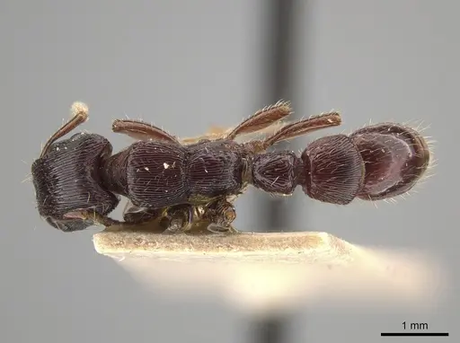 Gnamptogenys mordax specimen AMNH image amnh_izc00448905_1