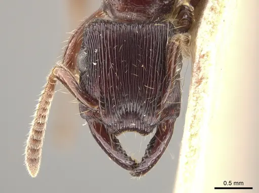 Gnamptogenys mordax specimen AMNH image amnh_izc00448905_3