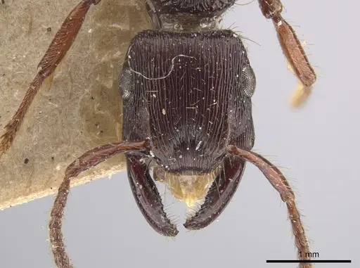 Gnamptogenys mordax specimen AMNH image amnh_izc00448909_2