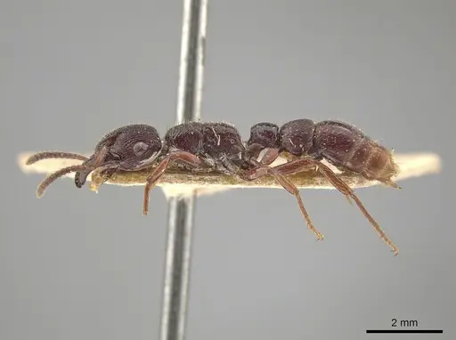 Gnamptogenys mordax specimen AMNH image amnh_izc00448909_3