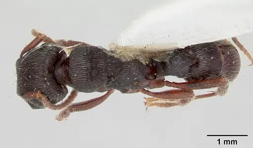 Gnamptogenys mordax specimen CASENT0178516 image casent0178516_1