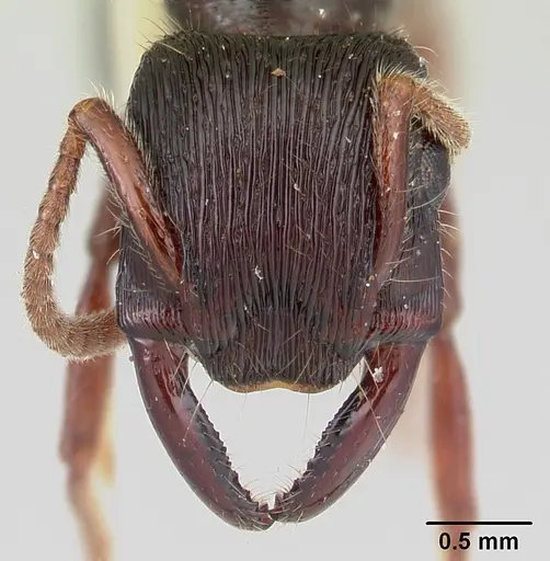 Gnamptogenys mordax specimen CASENT0178516 image casent0178516_2