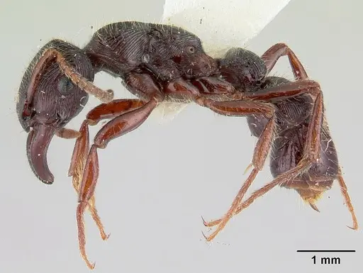 Gnamptogenys mordax specimen CASENT0178516 image casent0178516_3