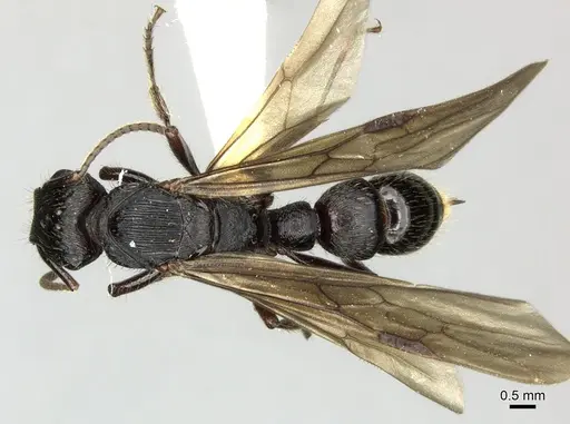 Gnamptogenys mordax specimen CASENT0249603 image casent0249603_1