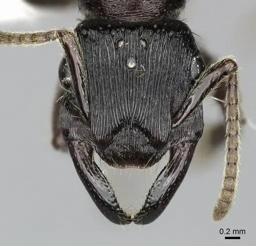 Gnamptogenys mordax specimen CASENT0249603 image casent0249603_2