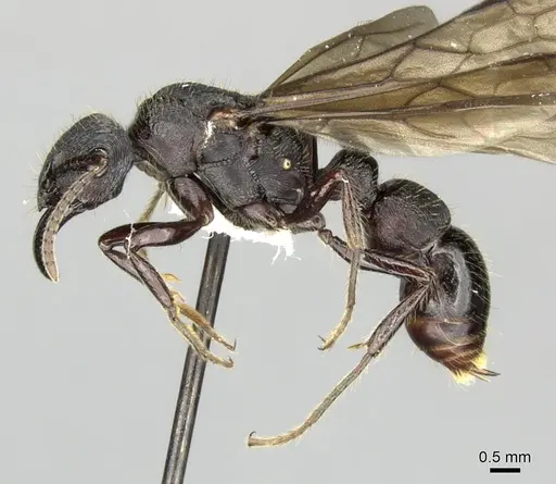 Gnamptogenys mordax specimen CASENT0249603 image casent0249603_3