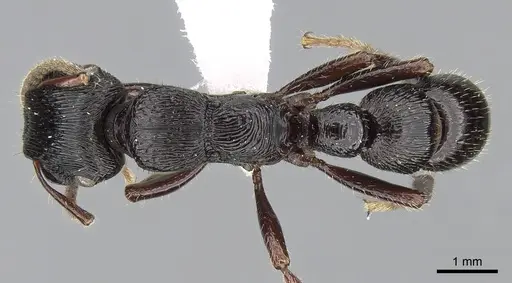 Gnamptogenys mordax specimen CASENT0281215 image casent0281215_1