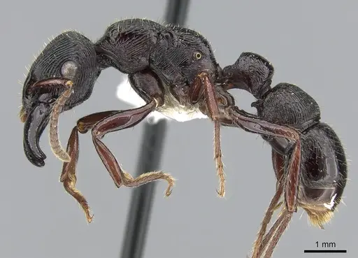 Gnamptogenys mordax specimen CASENT0281215 image casent0281215_3
