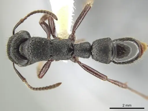 Gnamptogenys mordax specimen CASENT0648486 image casent0648486_1