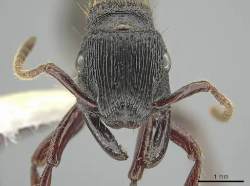 Gnamptogenys mordax specimen CASENT0648486 image casent0648486_2
