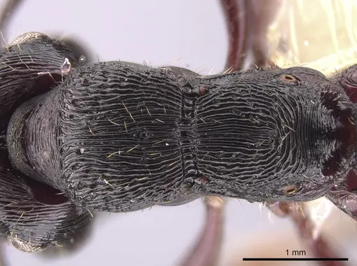 Gnamptogenys mordax specimen CASENT0651501 image casent0651501_2