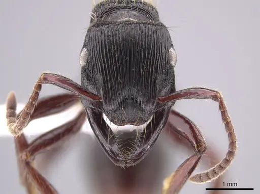 Gnamptogenys mordax specimen CASENT0651501 image casent0651501_3