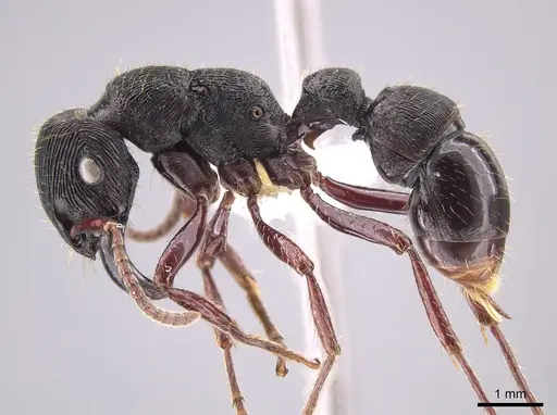 Gnamptogenys mordax specimen CASENT0651501 image casent0651501_4