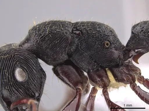 Gnamptogenys mordax specimen CASENT0651501 image casent0651501_5