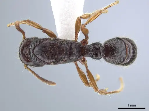 Gnamptogenys mordax specimen CASENT0884108 image casent0884108_1