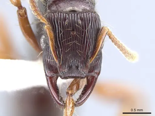 Gnamptogenys mordax specimen CASENT0884108 image casent0884108_2