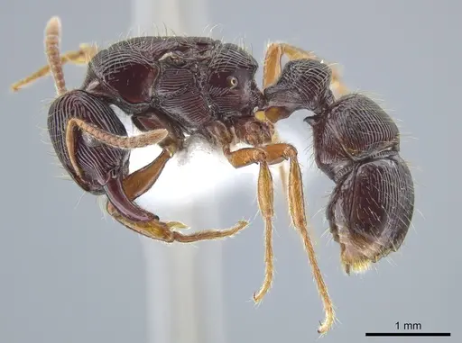 Gnamptogenys mordax specimen CASENT0884108 image casent0884108_3