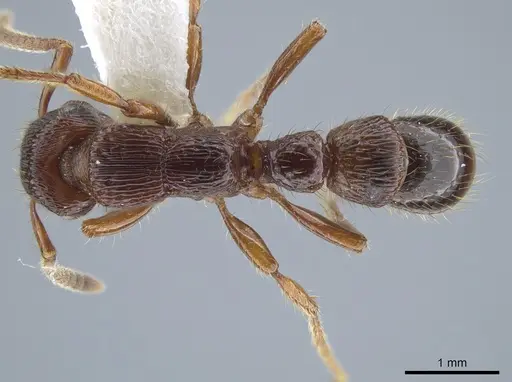 Gnamptogenys mordax specimen CASENT0884118 image casent0884118_1