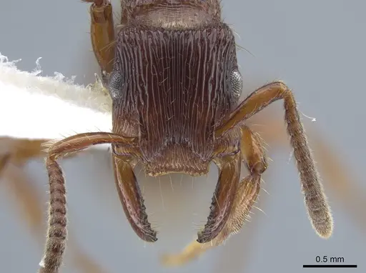 Gnamptogenys mordax specimen CASENT0884118 image casent0884118_3