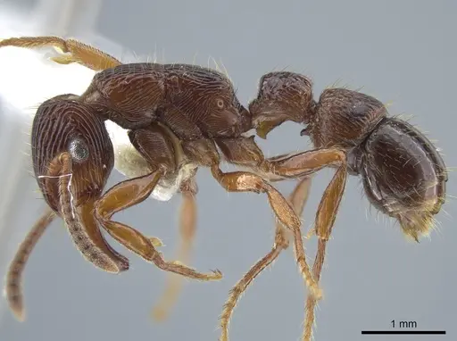 Gnamptogenys mordax specimen CASENT0884118 image casent0884118_4