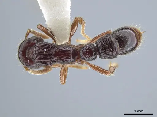 Gnamptogenys mordax specimen CASENT0884121 image casent0884121_1