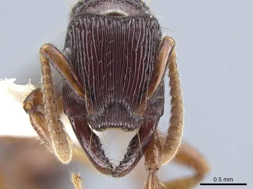 Gnamptogenys mordax specimen CASENT0884121 image casent0884121_3