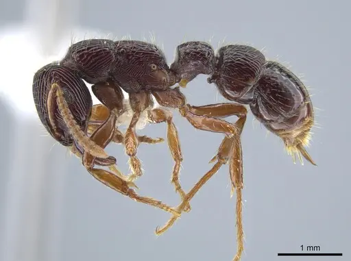 Gnamptogenys mordax specimen CASENT0884121 image casent0884121_4