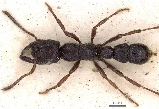 Gnamptogenys mordax specimen CASENT0900547 image casent0900547_1