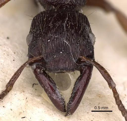 Gnamptogenys mordax specimen CASENT0900547 image casent0900547_3