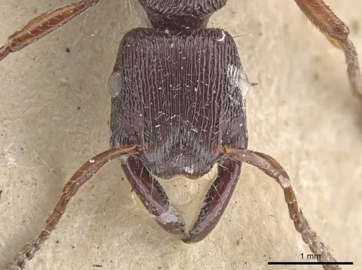 Gnamptogenys mordax specimen CASENT0900547 image casent0900547_4