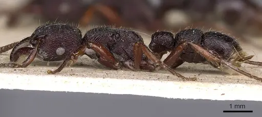 Gnamptogenys mordax specimen CASENT0900547 image casent0900547_5
