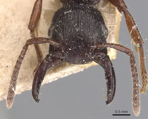 Gnamptogenys mordax specimen CASENT0907188 image casent0907188_2