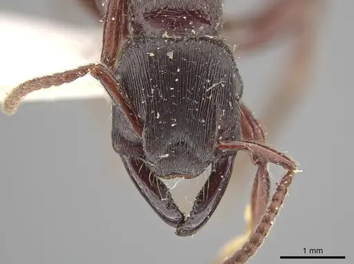 Gnamptogenys mordax specimen ICN007887 image icn007887_2